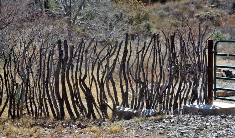 fence of ocatillo branches